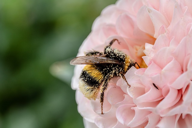 čmelák balený v pylu na květině